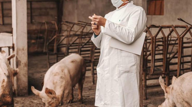 Çin’de bir çiftlikte Afrika domuz vebası saptandı