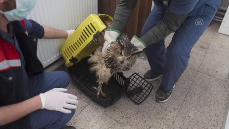 Avcıların vurduğu yaralı puhu kuşuna özel bakım