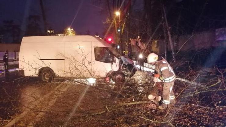 Panelvan minibüsün çarptığı ağaç devrildi: 1 yaralı