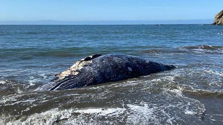 Kaliforniya’da 8 gün içinde 4 gri balina cesedi bulundu