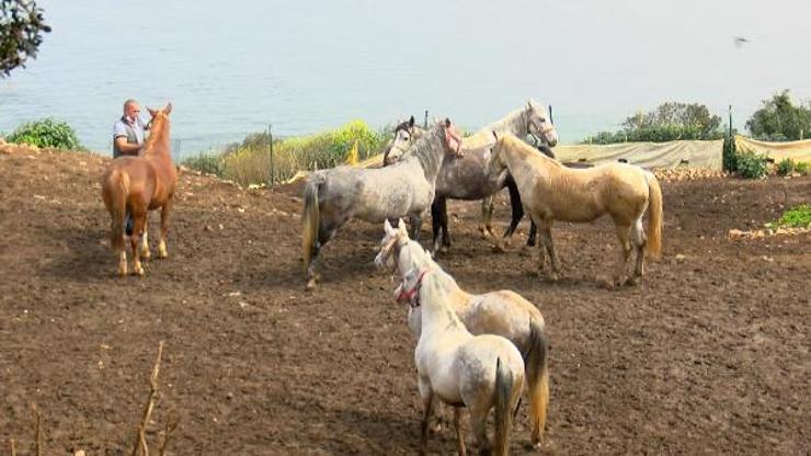 At skandalında şebeke iddiası