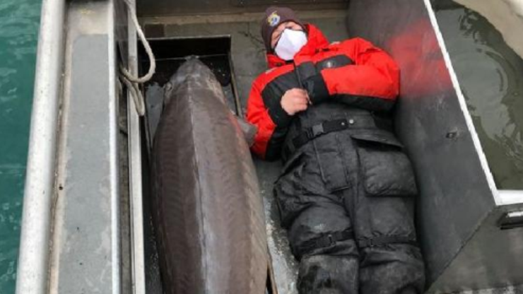 100 yaşında 109 kiloluk mersin balığı yakalandı