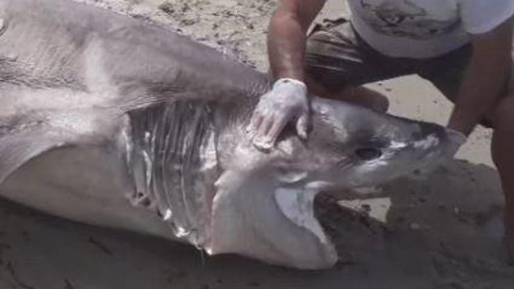Dev köpek balığı sahile vurdu