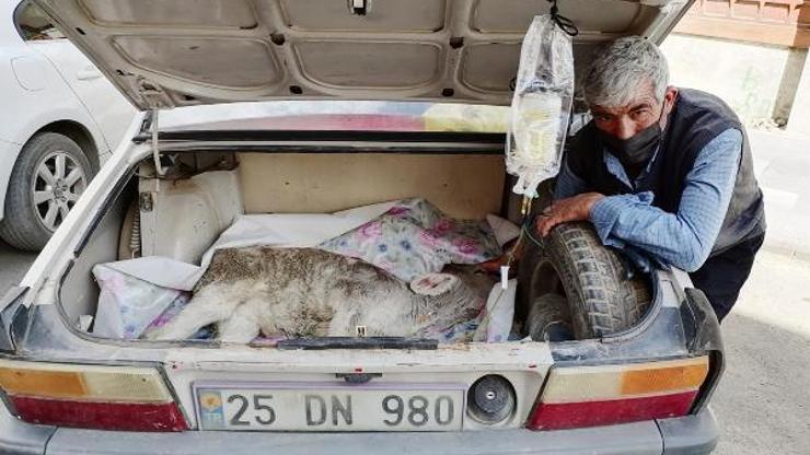 Hastalanan buzağısını otomobilin bagajında veterinere götürdü