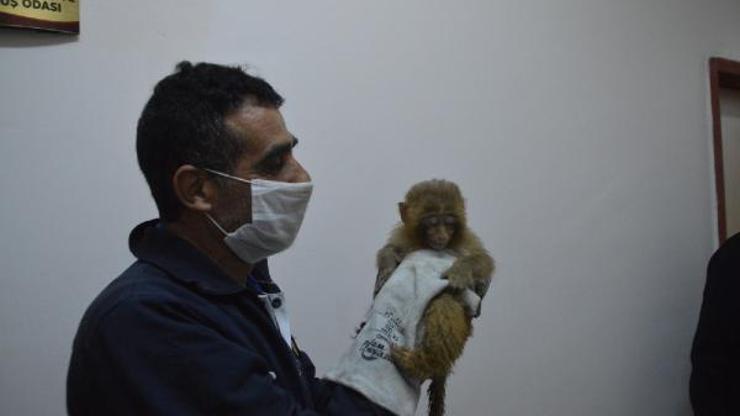 Gürbulakta ele geçirilen 12 maymun, Gaziantep Hayvanat Bahçesinde