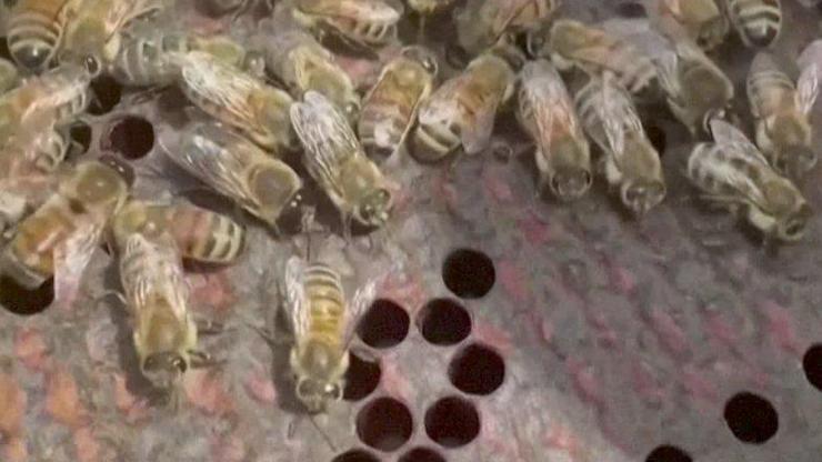 Koronavirüsü bal arıları bulacak