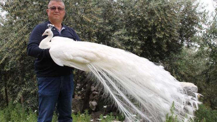Hobi için tavus kuşu beslemeye başladı, şimdi tanesini 2 bin liradan satıyor