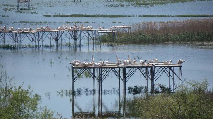 Manyas Kuş Cenneti Milli Parkı’nda kuluçka heyecanı