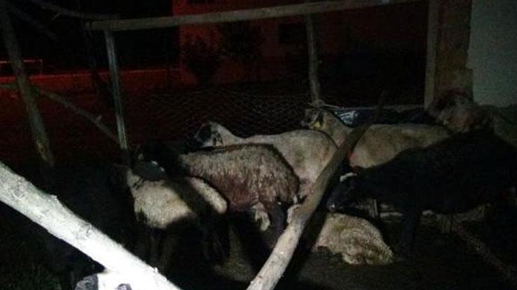 Başıboş köpekler 12 koyunu öldürdü 2sini yaraladı