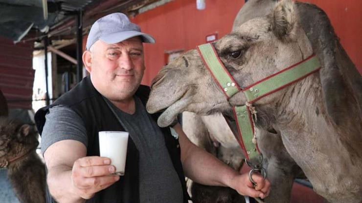 Koronavirüs döneminde, deve sütüne talep patlaması