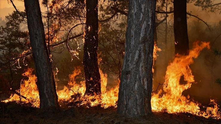 Orman yangınlarında Ege ve Akdeniz için kırmızı alarm