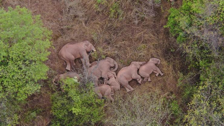 Fillerin gizemli göçü: 12 gün sonra ilk kez dinlendiler