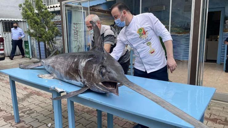 Saros Körfezi’nde yakalanan dev kılıç balığı ilgi gördü