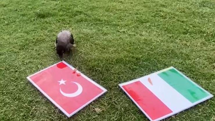 Karga Didonun tahmini Türkiye