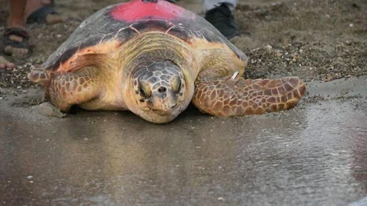 Uydudan izlenen Caretta Likya 296 günlük uzun yolculuğu sonunda Tunusa ulaştı