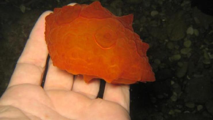 Poşet sanılan deniz canlısı, nadir görülen kaplumbağa salyangozu çıktı