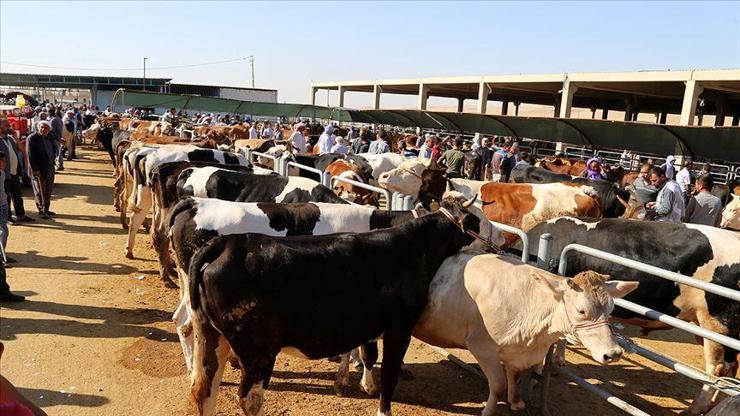 Kurban satış ve kesimine ilişkin kurallar belirlendi