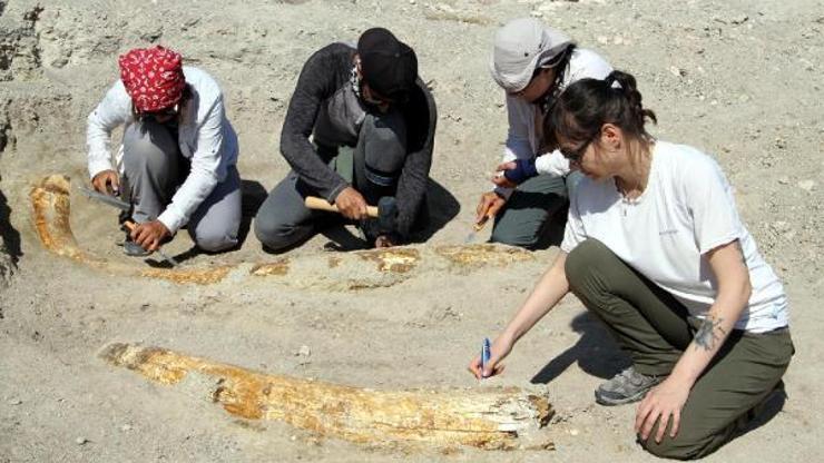 Kayseri’de 7,5 milyon yıllık yeni fosiller bulundu