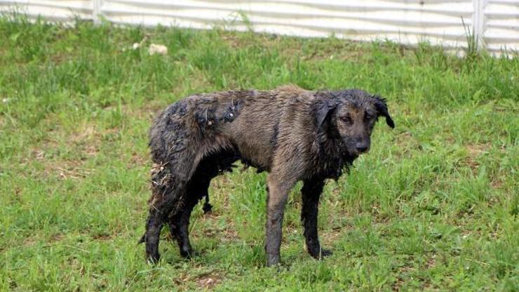 Zifte bulanan köpek 3,5 saatte temizlenip, tedaviye alındı