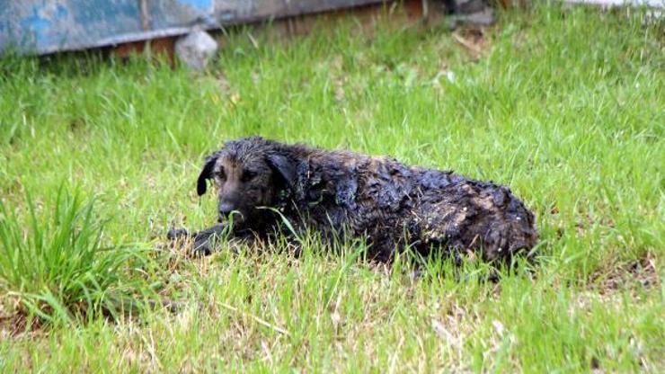 Zifte bulanan köpek 3,5 saatte temizlenip, tedaviye alındı