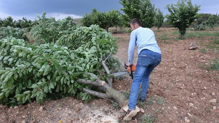 Fiyat uçurumunu ağaç kesip kınadı