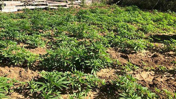 Bingölde 101 kilogram esrar ve 2 bin kök kenevir ele geçirildi