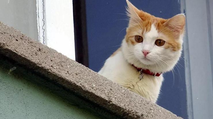 Dünya bu kararı konuşuyor: Kedilere sokağa çıkma yasağı