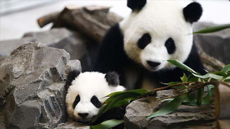 Çin dev pandaların tehlike altındaki tür sınıflandırmasından çıkarıldığını bildirdi