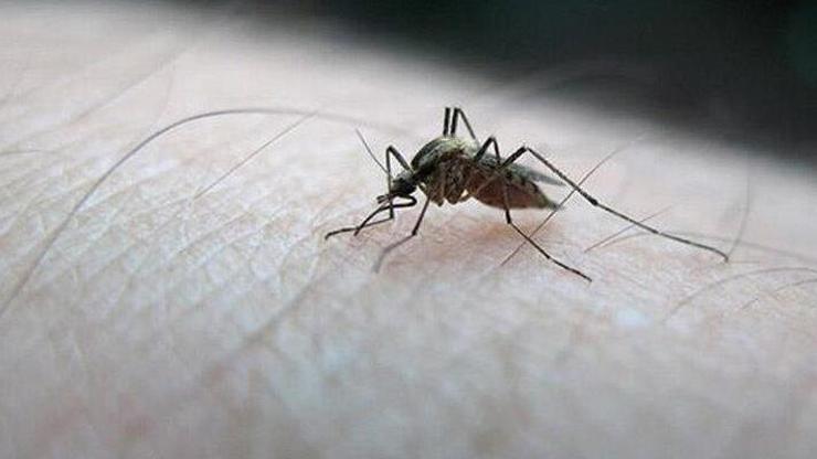 Hindistan’da 14 kişide Zika virüsü tespit edildi
