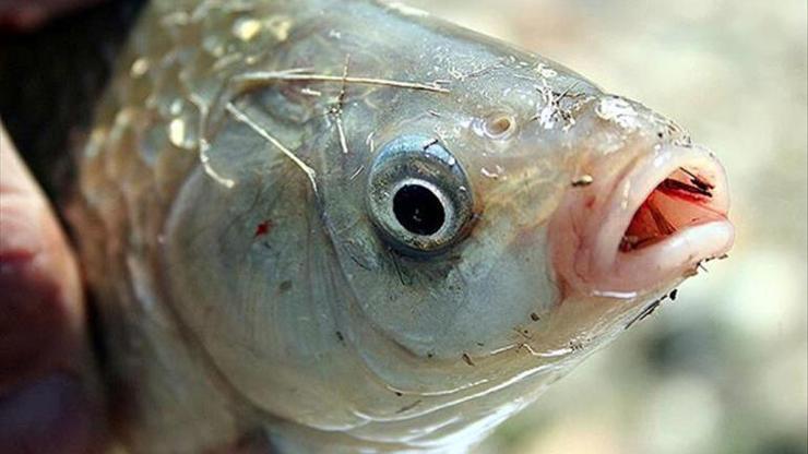 Tatlı suya bırakılan süs balıkları canlı çeşitliliğini tehdit ediyor