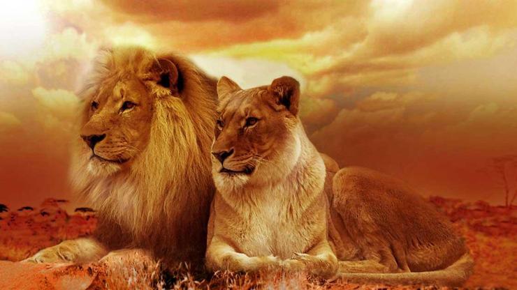 Rüyada Aslan Görmek Ne Anlama Gelir Rüyada Aslandan Kaçmak Neye İşarettir Rüyada aslanla kavga etmek ne demek