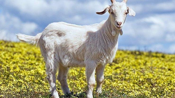 Rüyada Keçi Görmek Ne Anlama Gelir? Rüyada çok sayıda Keçi Sağmak, kesmek, Otlatmak Neye Yorumlanır? Rüyada Keçi Görmek Ne Anlama Gelir? Rüyada çok sayıda Keçi Sağmak, kesmek, Otlatmak Neye Yorumlanır?