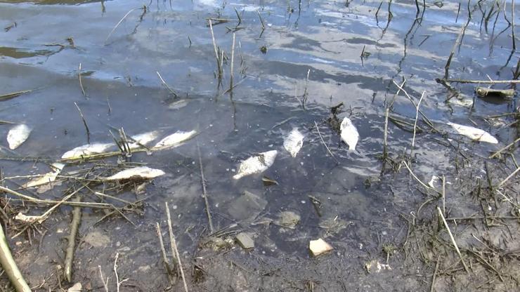 Alibeyköy Barajında korkutan balık ölümleri