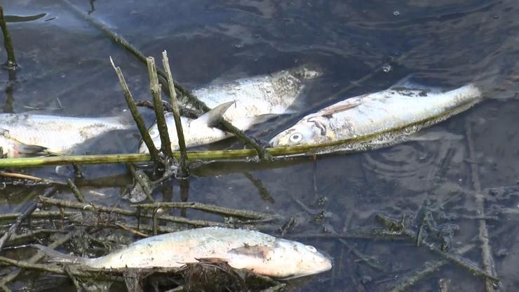 Alibeyköy Barajında ölü balıklar kıyıya vurdu