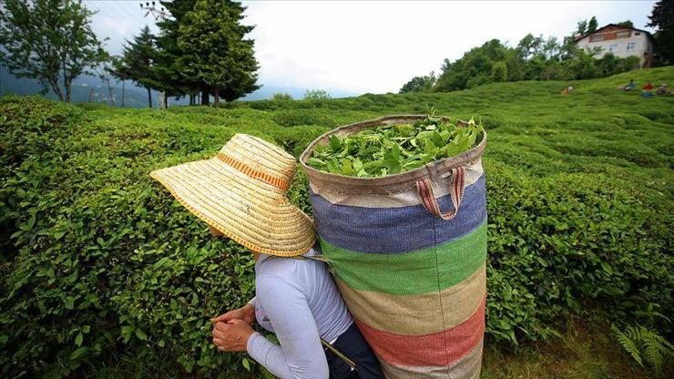 ÇAYKUR, haziran ayı yaş çay bedeli ödemelerine başladı