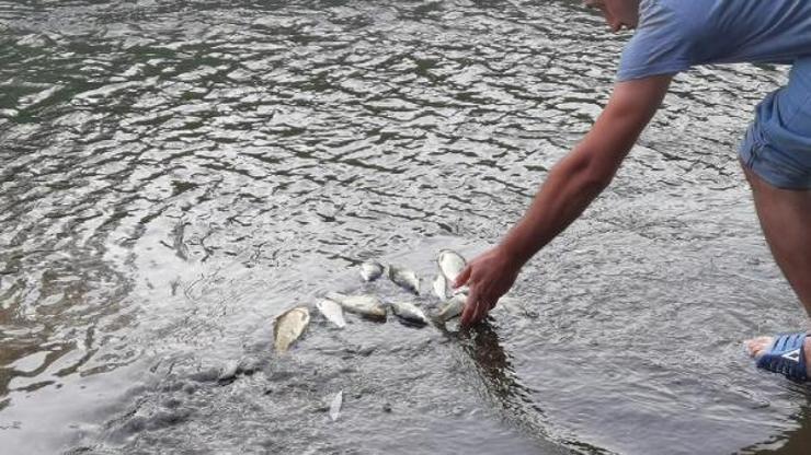 Bursa'da derede balık ölümleri