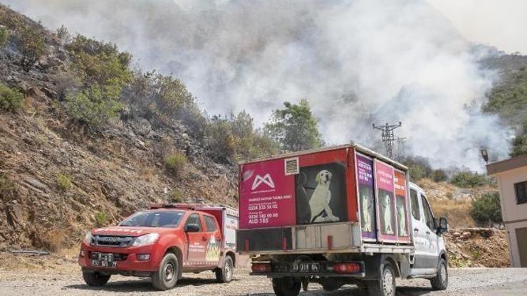 Büyükşehir, yangından etkilenen hayvanlar için yardıma koştu