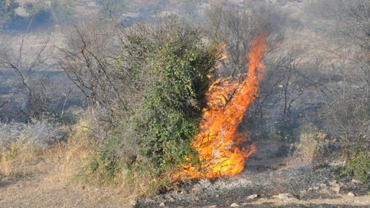Çanakkalenin Ezine ilçesinde 10 dönüm makilik alan yandı