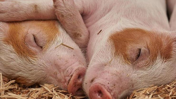 Rüyada Domuz Görmek Ne Anlama Gelir Rüyada Domuz Öldürmek, Domuz Vurmak Neye İşarettir