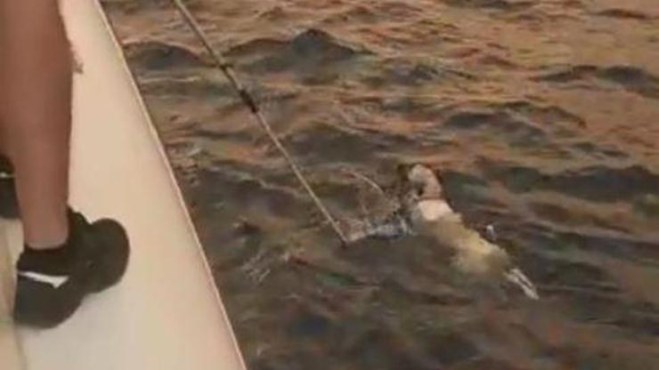 Yangından kaçıp denizde mahsur kalan köpek kurtarıldı