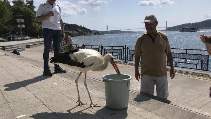 İstanbul Boğazının Yareni