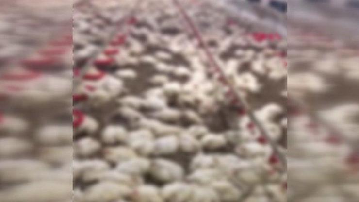 Su basan çiftlikte 24 bin tavuk öldü