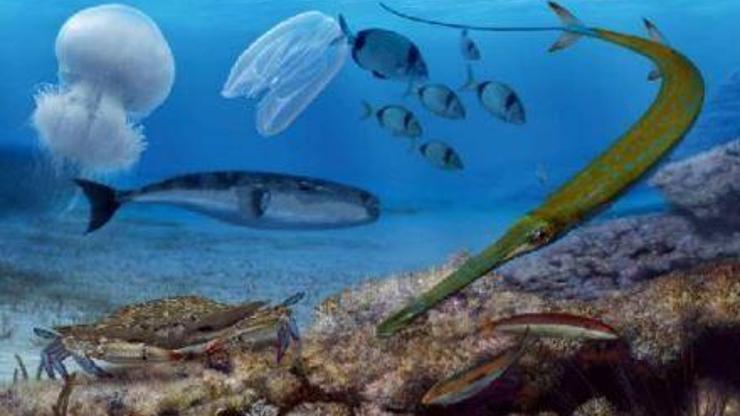Prof. Dr. Öztürk: Denizlerimizdeki yabancı türler biyo-güvenlik sorununa neden oluyor