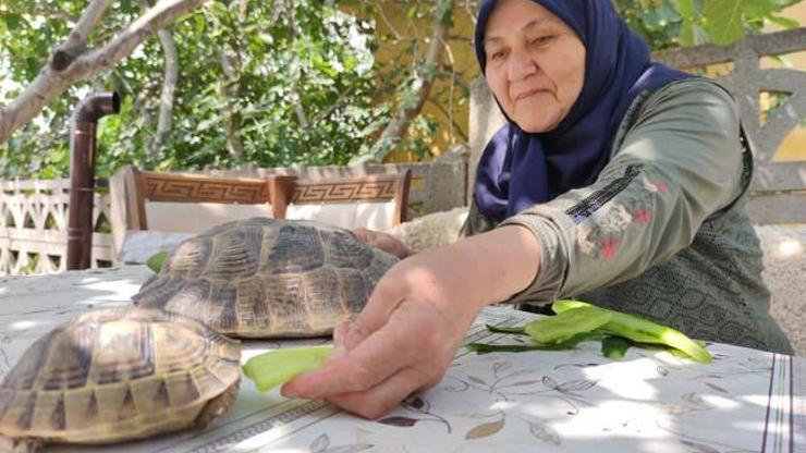 71 yaşındaki Zekiye Artut bahçesindeki 3 kaplumbağaya özenle bakıyor