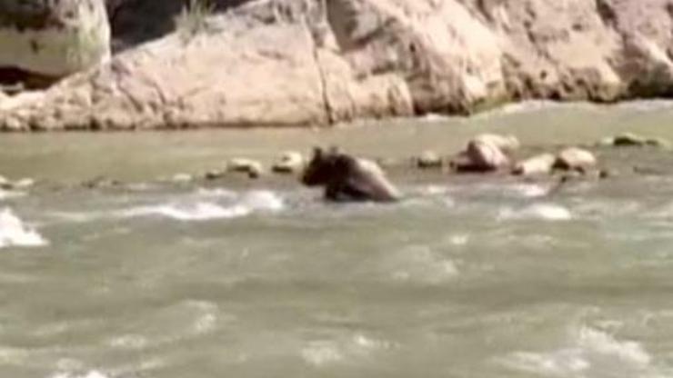 Suya kapılan ayıyı rafting ekibi kurtardı