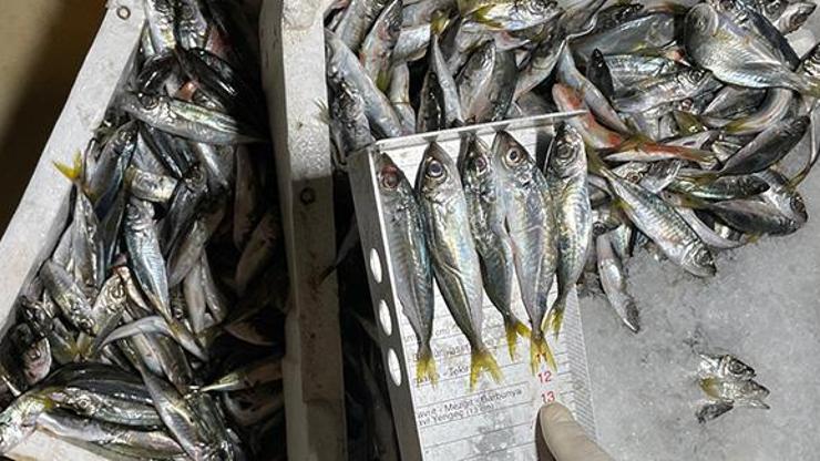 Balık haline boy baskını: 8 ton 795 kilogram balığa el konuldu