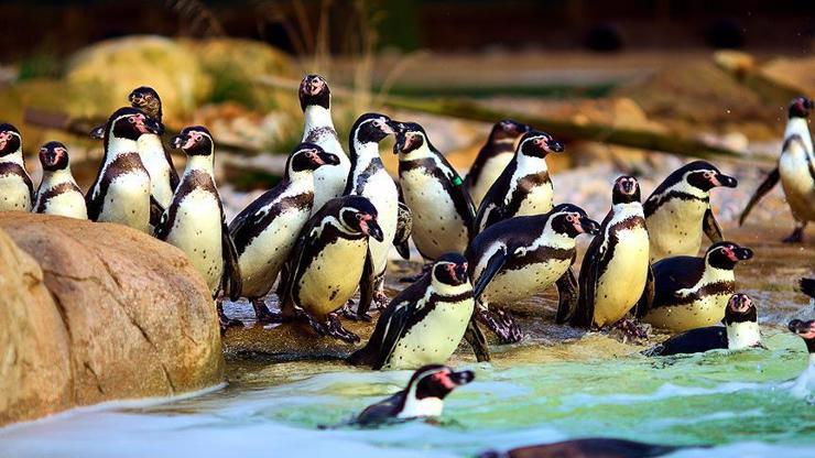 Güney Afrikada tehlike altındaki penguenlere arı sürüsü saldırdı: 63 ölü