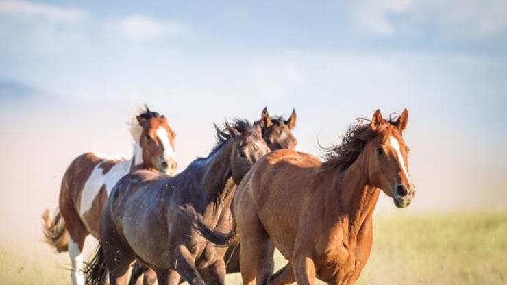 Rüyada Gri At Görmek Rüyada Gri At Görmek