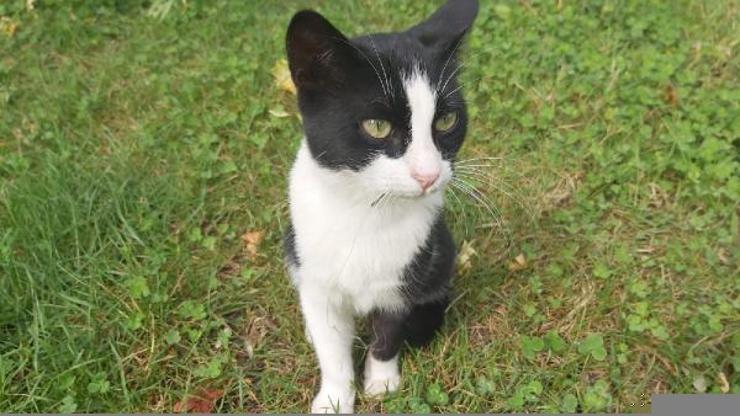 Ağzına olta iğnesi giren kedi tedaviye alındı