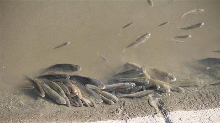 Yeşilırmak Nehrinde balık ölümleri